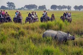 Kaziranga Wildlife Safari